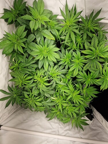 Growreport Bild 7