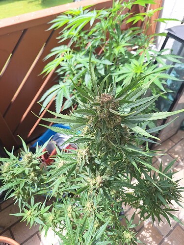 Growreport Bild 19