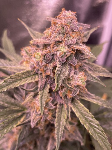 Growreport Bild 17