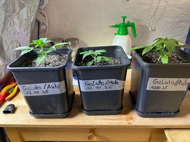 Growreport Bild 11