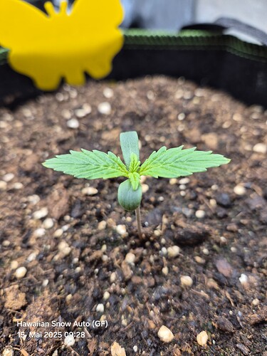 Growreport Bild 2