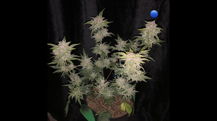 Growreport Bild 22