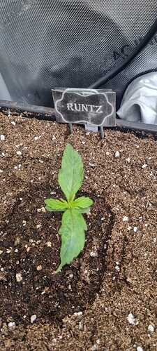 WhatsApp Image 2025-11-24 at 14.52.50 (6)