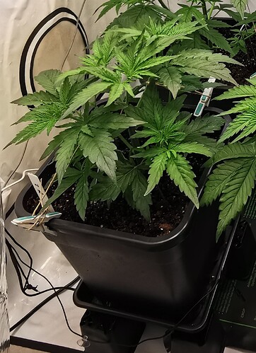 Growreport Bild 17