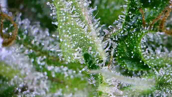 Growreport Bild 9