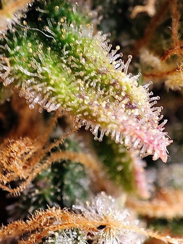 Growreport Bild 97