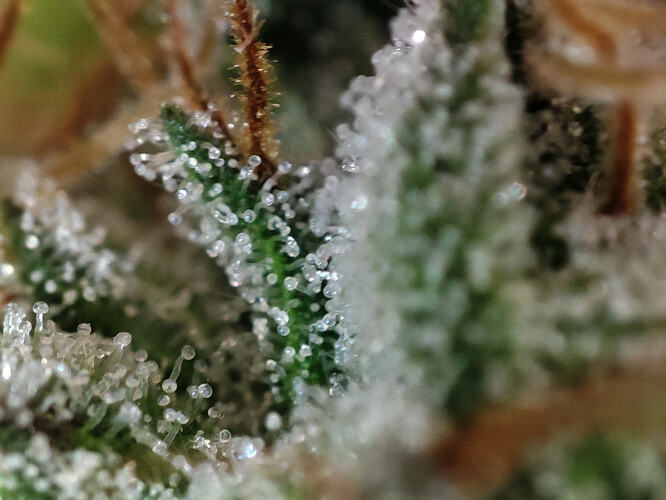 Growreport Bild 85