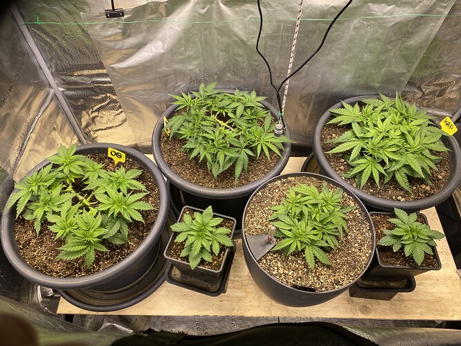 Growreport Bild 35
