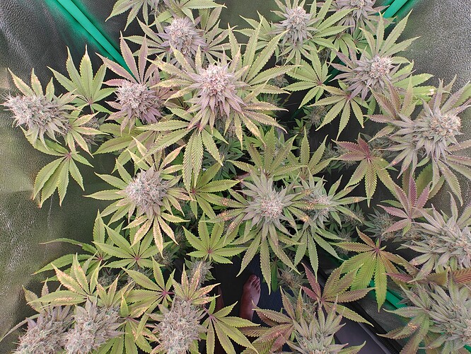 Growreport Bild 1