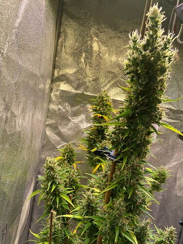 Growreport Bild 4