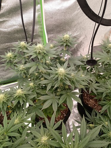 Growreport Bild 1