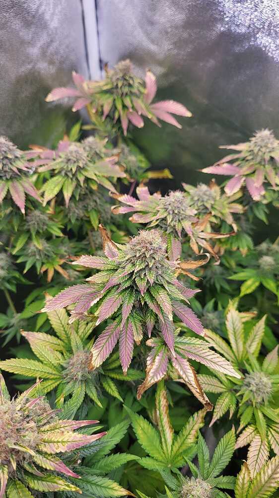 [Abgeschlossen] 2ter Grow: Oldschool - White Widow von Dutch Passion auf 80 x 80
