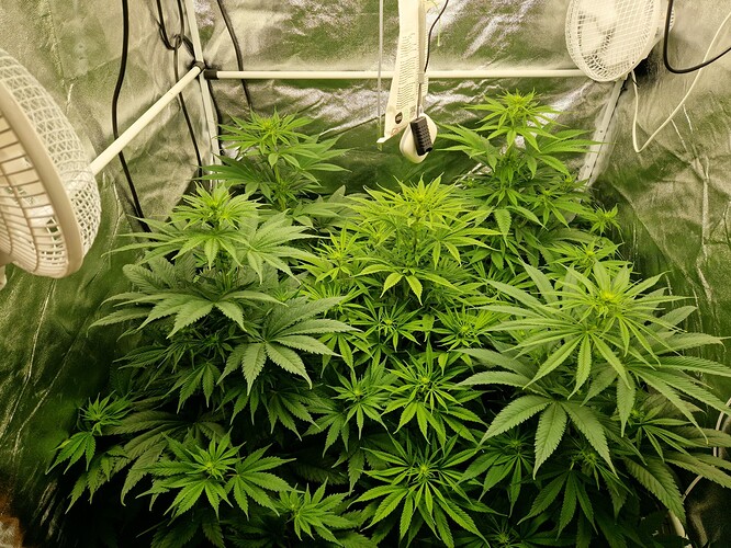 Growreport Bild 1