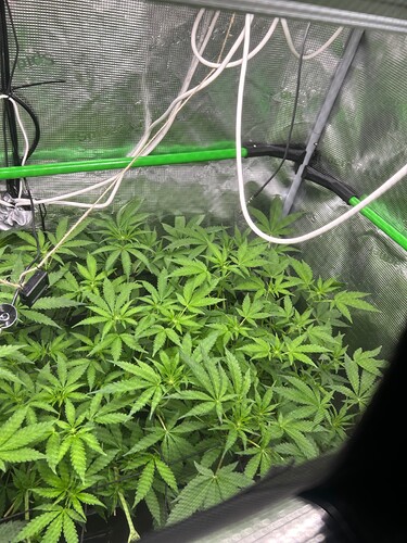 Growreport Bild 25