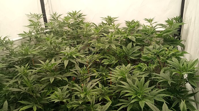 Growreport Bild 4