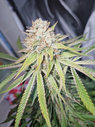 Growreport Bild 3