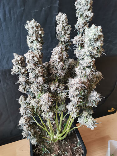 Growreport Bild 6