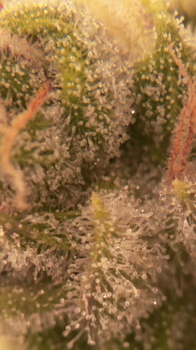 Growreport Bild 10