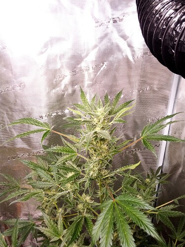 Growreport Bild 27