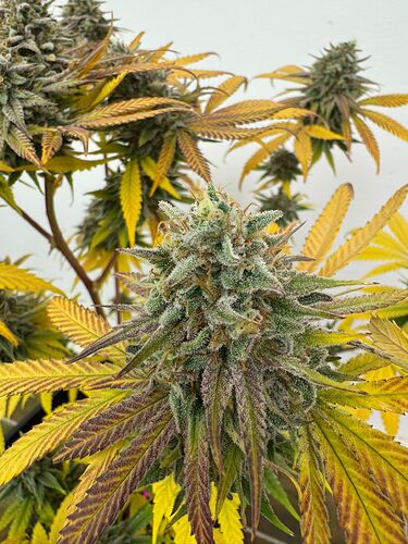 68f45f70-0f34-454f-a120-4ae783d356d0