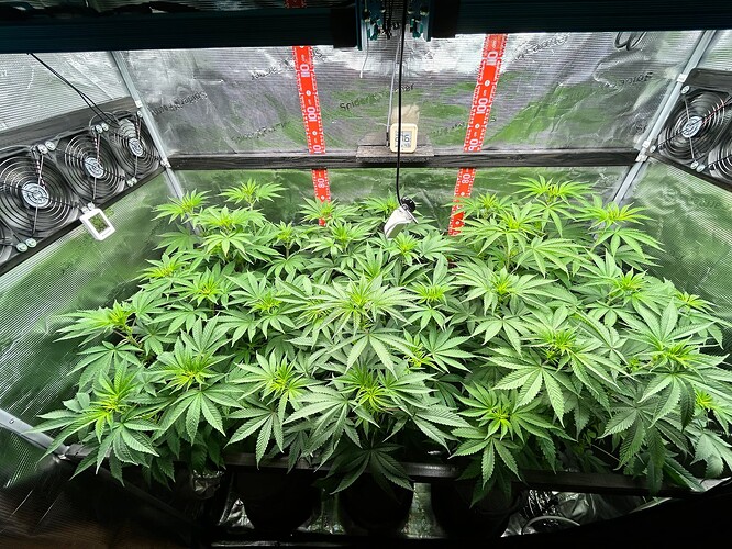 Growreport Bild 28