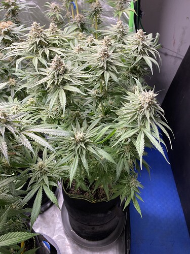 Growreport Bild 11
