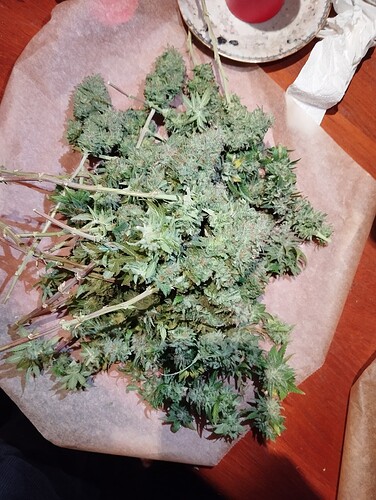 IMG_20250108_233505 - Kopie