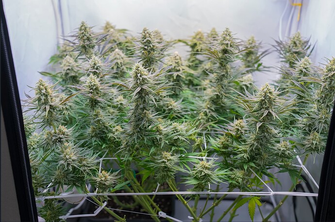 Growreport Bild 5