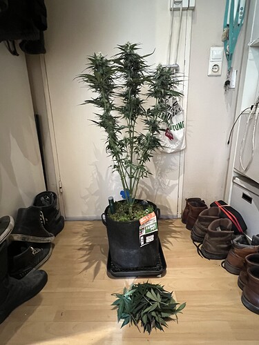 Growreport Bild 6