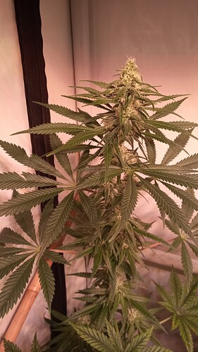 Growreport Bild 17