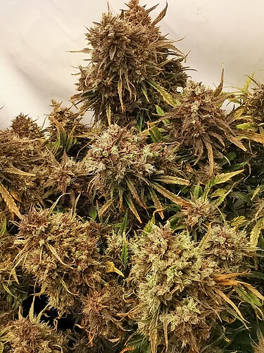 Growreport Bild 1