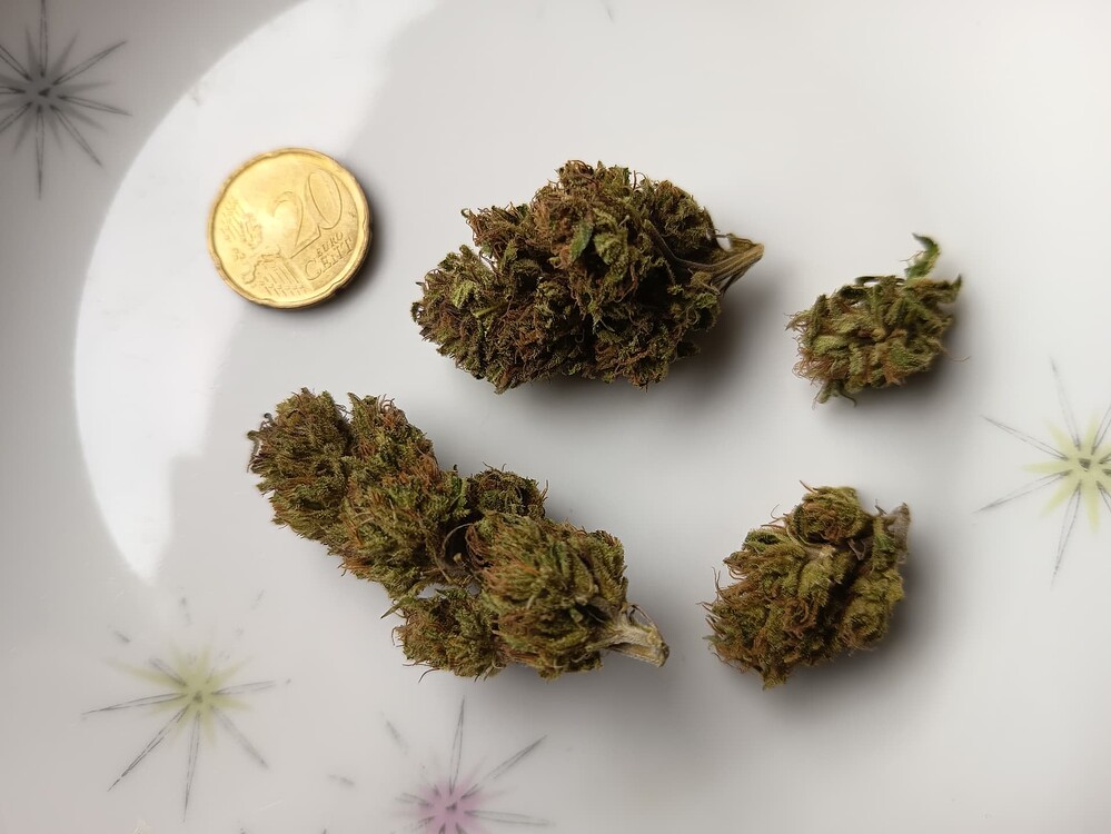 Avalons Grow Nr.7 mit: Seriotica und Burger Kush // 10.7.25 **ERNTETAG**