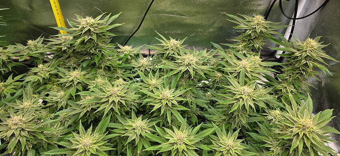 Growreport Bild 8
