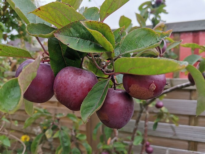 Garten (13)