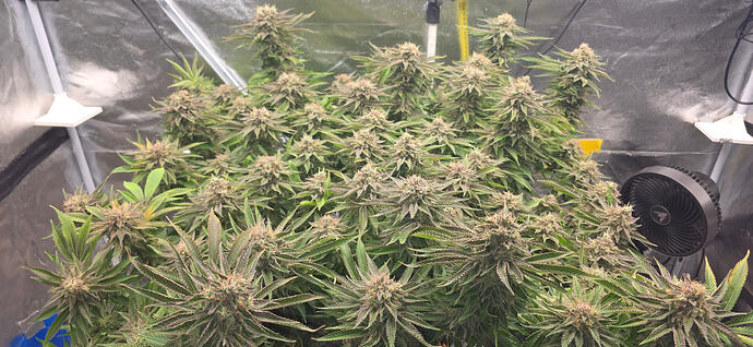Growreport Bild 8