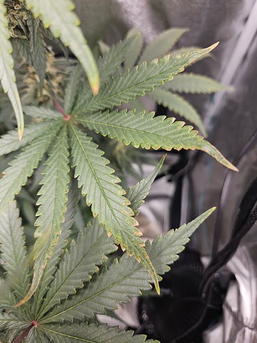 17261589743148170680406165558079