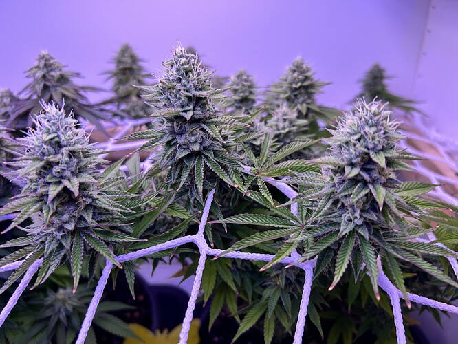 Nahaufnahme von Cannabis-Buds in der späten Blütephase, die durch ein Scrog-Netz wachsen.