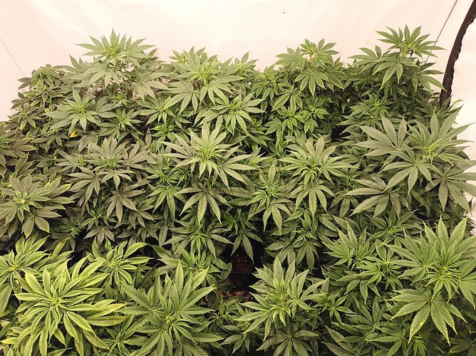 Growreport Bild 2