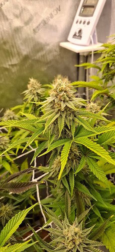 Growreport Bild 8