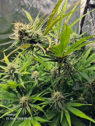 Growreport Bild 5