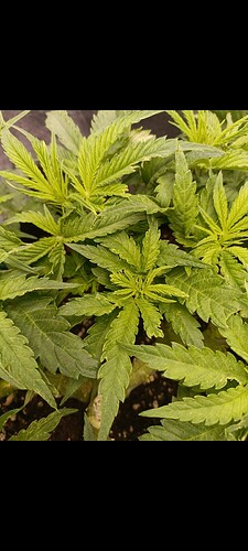 Growreport Bild 11