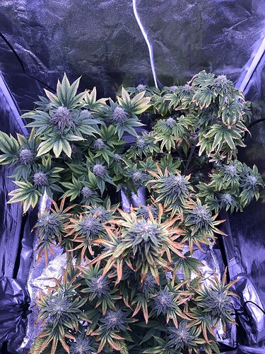 Growreport Bild 1