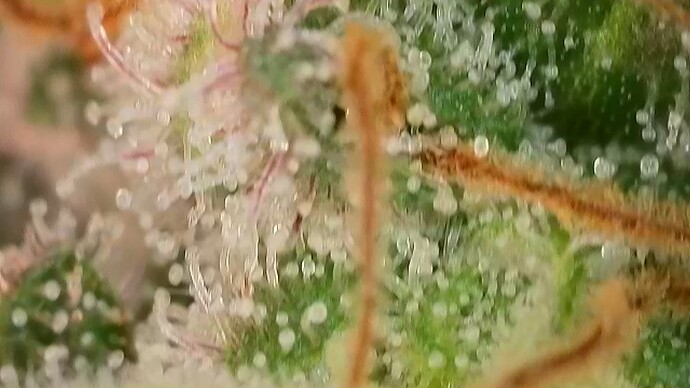 Growreport Bild 52