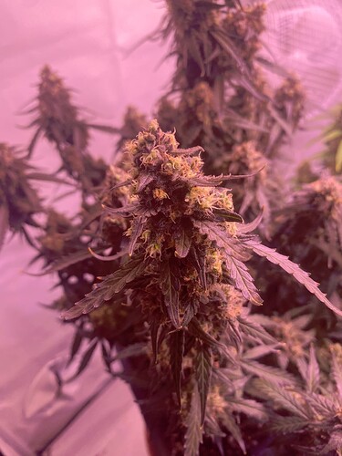 Growreport Bild 6
