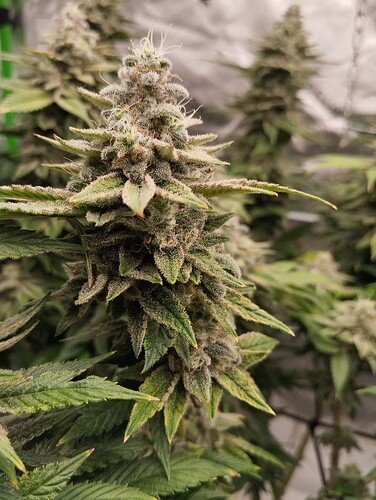 Growreport Bild 16