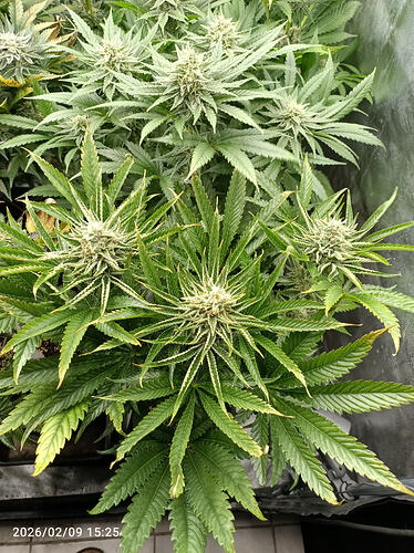 Growreport Bild 12