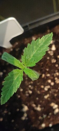 Screenshot_2024-09-12-18-06-58-328_com.miui.gallery