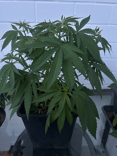 Growreport Bild 59