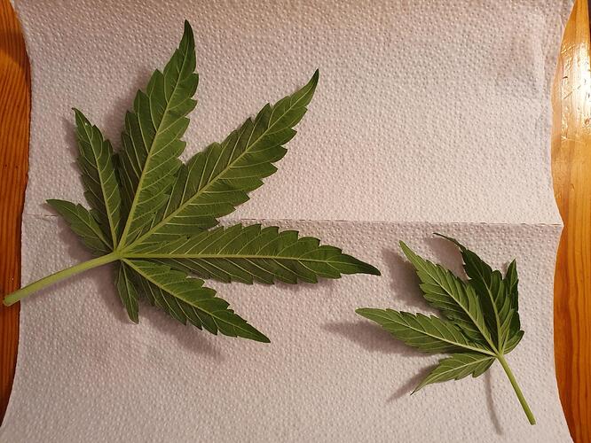 37 Tage_Blätter_ 2025-06-02-211618_002