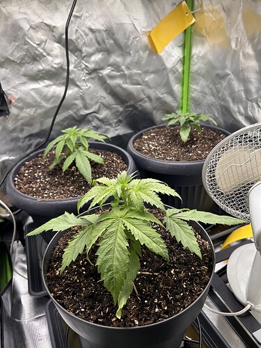 Growreport Bild 29